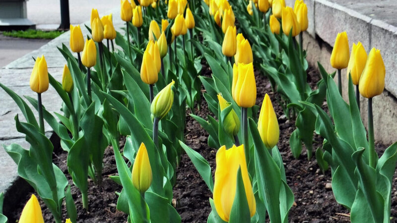12,3 тысячи тонн цветов на $93,5 млн импортировал Казахстан в 2024 году