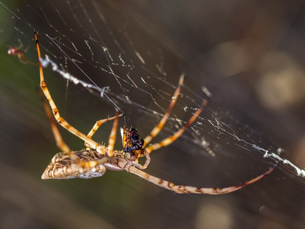 Три человека-паука в кино и комиксах